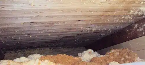 Vitmögel på råspont uppe på vind