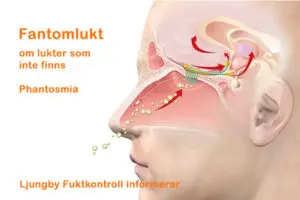 Fantomlukt lukt som inte finns phantosmia