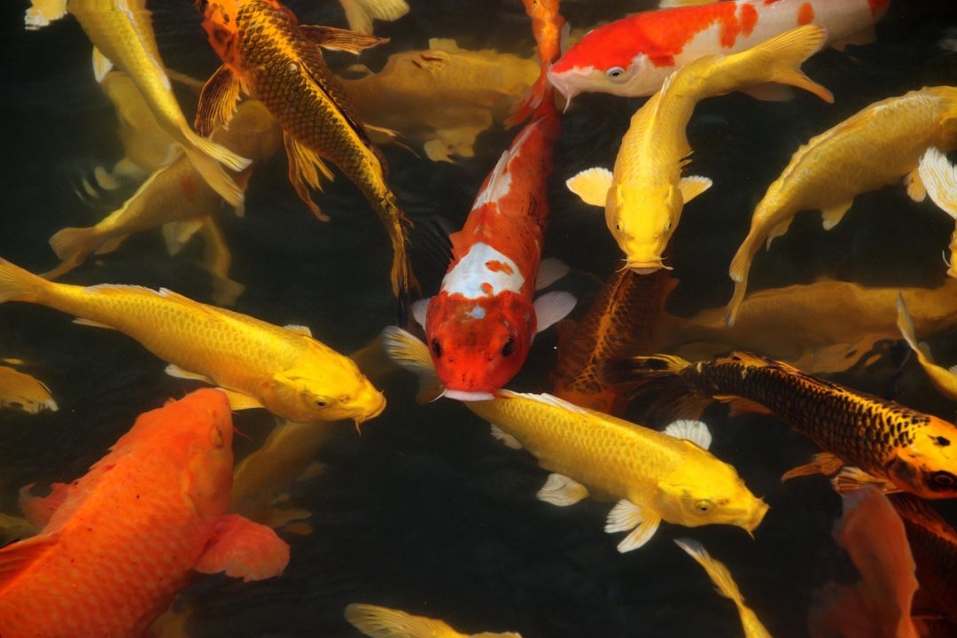 koi-fish-7071556_1280 Question Image