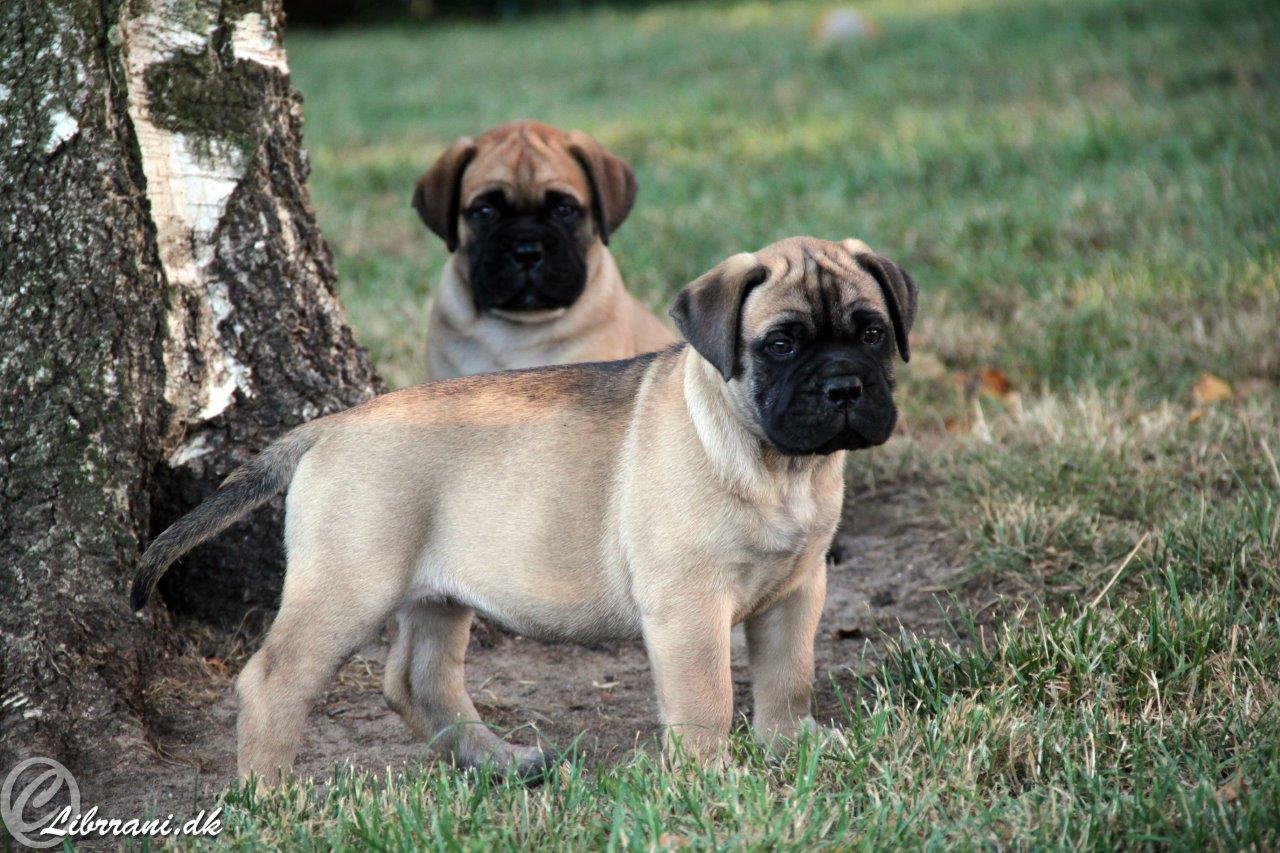 I-puppies (4+5)
