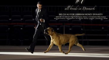 #1 show dog all breeds 2017