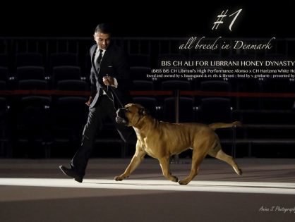 #1 show dog all breeds 2017