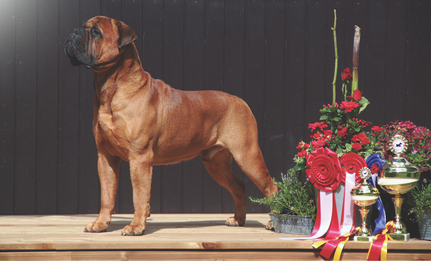 #1 show dog all breeds 2015