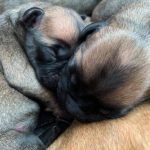 N-puppies (5+3)
