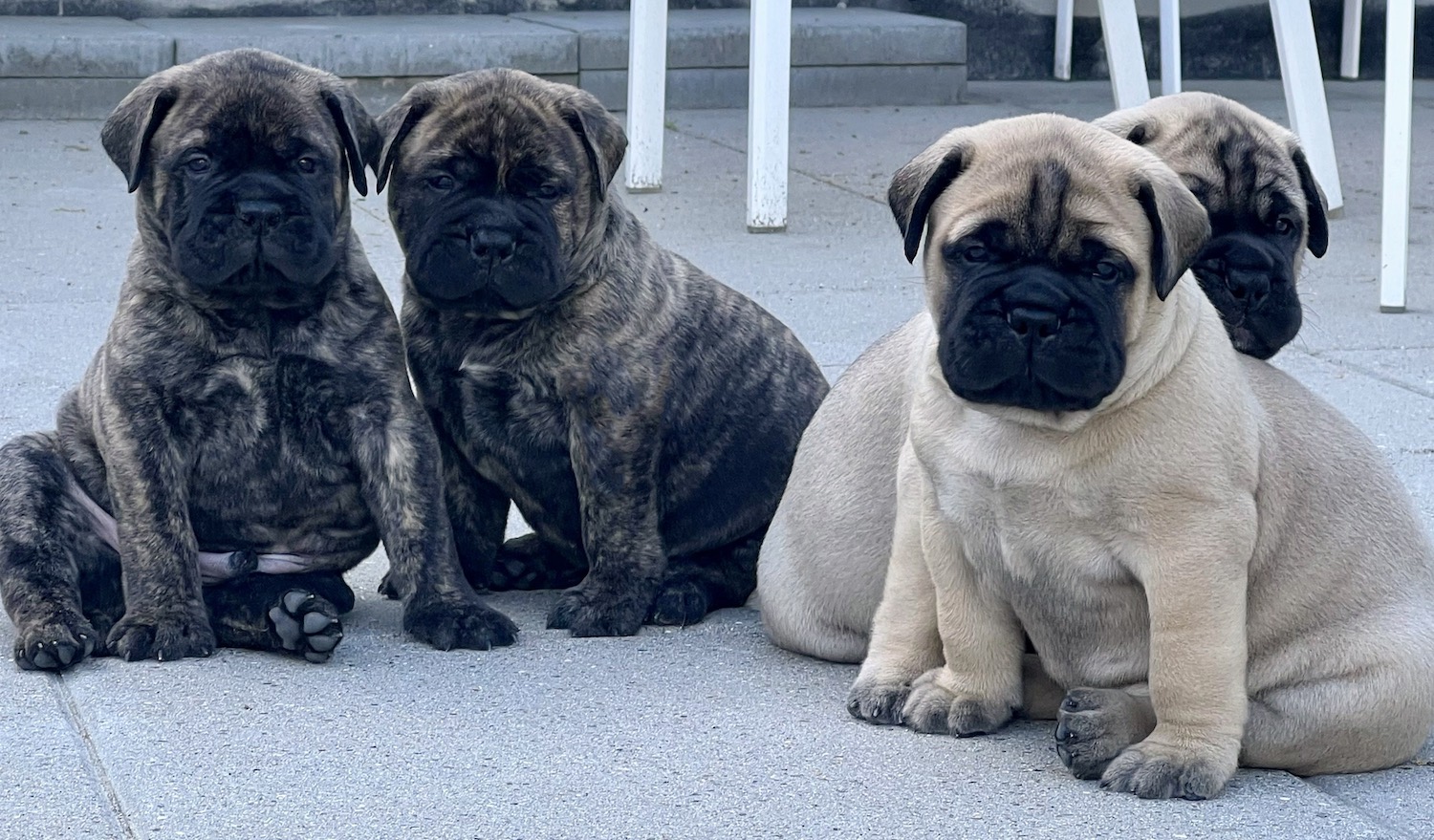 O-puppies (4+0)