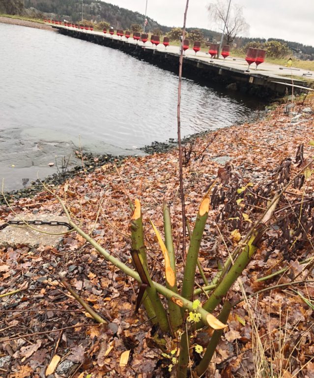 Oväntat besök i Brevikshamnen