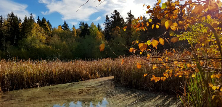 Mulletjärnen renoveras