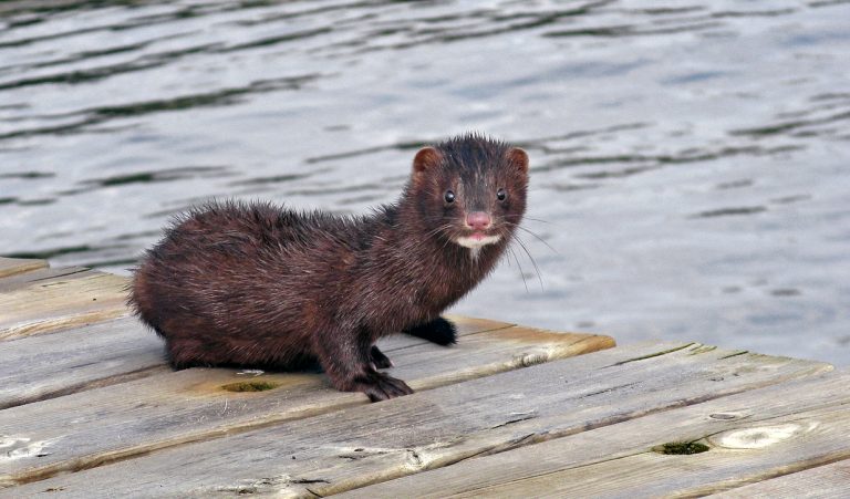 Mink i Brevikshamnen