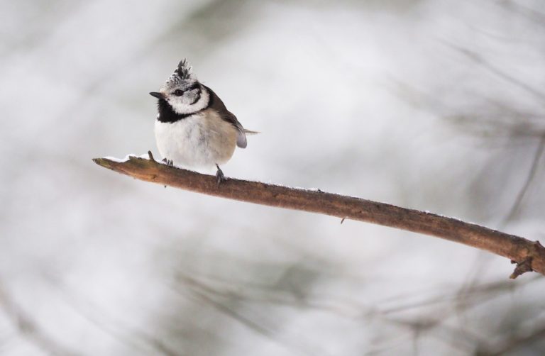 Hjälp fåglarna med mat i vinter