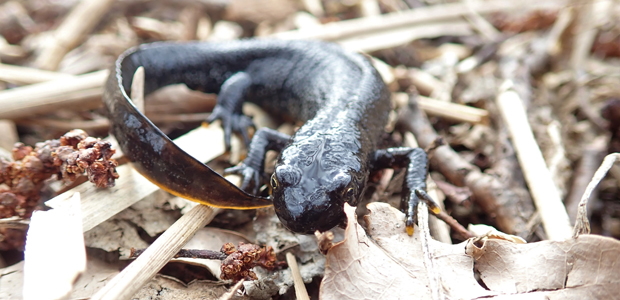 Ovanliga salamandrar trivs på ön