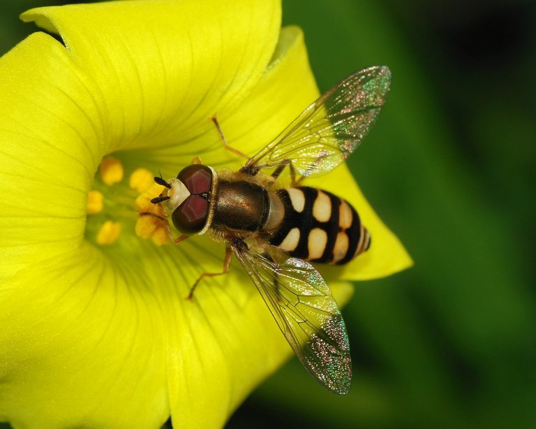 Djur på Lidingö: Blomfluga