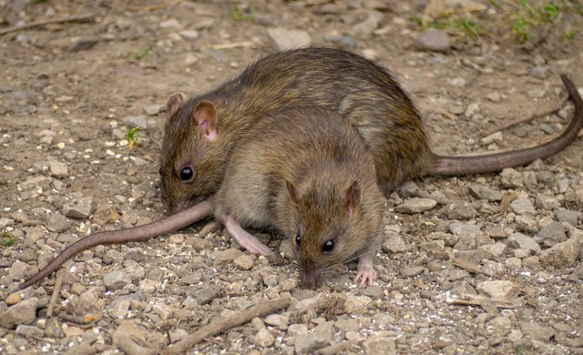 Elva sätt att bli av med råttor