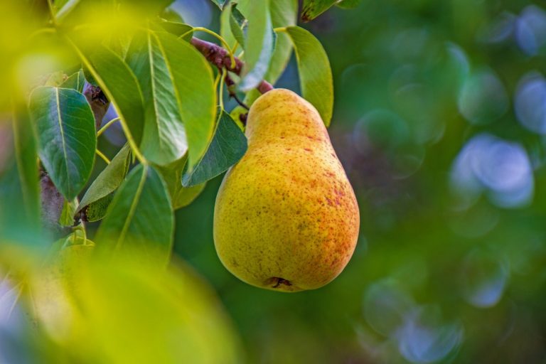 Skydda dina päronträd från päronrost