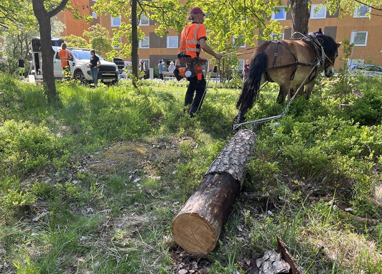 Arbetshästar miljövänligt alternativ