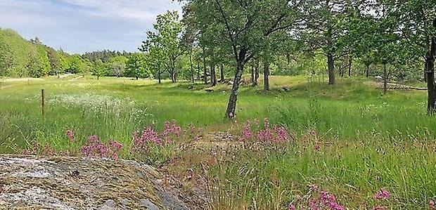 Nytt naturreservat bildas