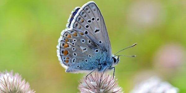 Lidingö – ett himmelrike för blommor och bin