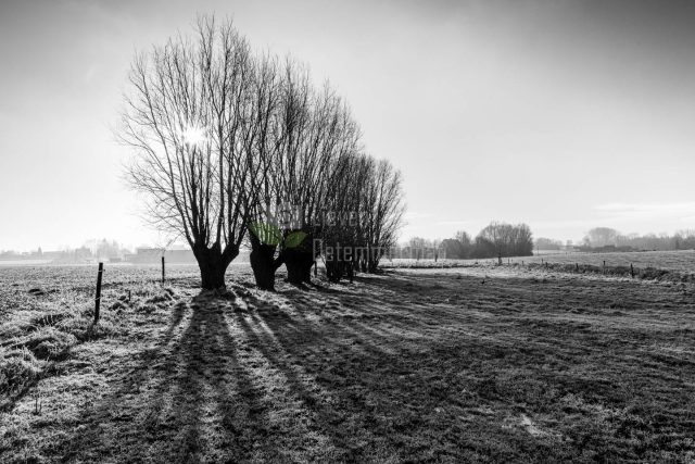 Pollard willows standing in a row in a field at Bottelare, Flanders Belgium