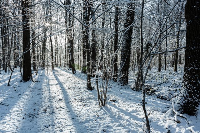 Trees and winter sun throwing long shadows at Makegem forest, Merelbeke, Flanders, Belgium