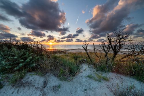 Some dry bush at the top of the dunes at dunes of Bredene, Flanders, Belgium