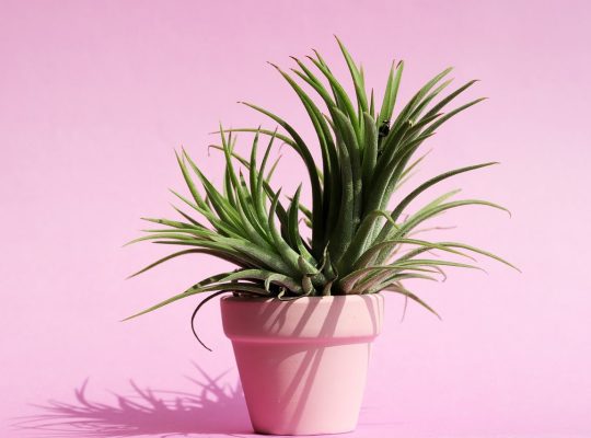A small green succulent plant with spiky leaves sits in a pale pink pot against a solid pink background, its shadows visible on the surface—creating a calming scene, perfect for the workspace of a coach for women. coach