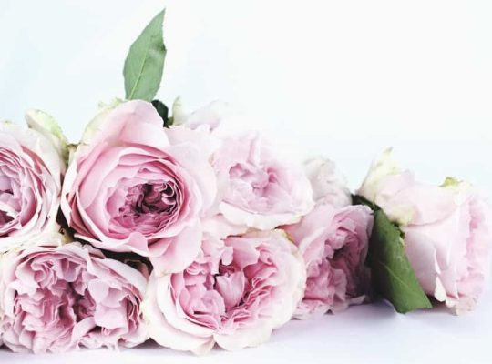 A coach for women might appreciate a close-up of a bouquet of large, pale pink roses with green leaves, beautifully arranged on a white surface and background. The petals are layered and slightly ruffled, with the flowers grouped closely together. coach