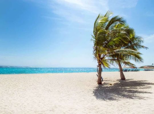 As a coach for women, I find inspiration in tranquil scenes like two palm trees standing on a sandy beach near the shoreline, with clear blue ocean water and a bright sky in the background. The sunny and peaceful atmosphere perfectly embodies the calm and clarity I help women achieve through coaching. coach