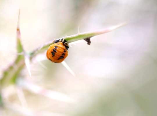 A coach for women might draw inspiration from nature, such as observing a close-up of an orange and black ladybug pupa attached to a green thorny plant stem, set against a soft, blurred background—a powerful reminder of transformation and growth. coach