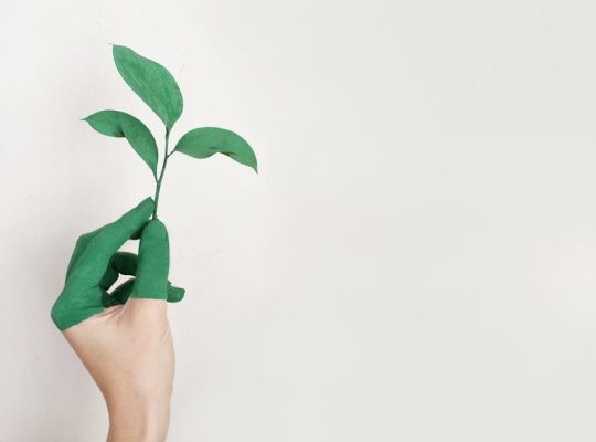 A coach for women illustrates growth and transformation: a hand, partially painted green, holds a small green plant with several leaves against a plain white background. coach