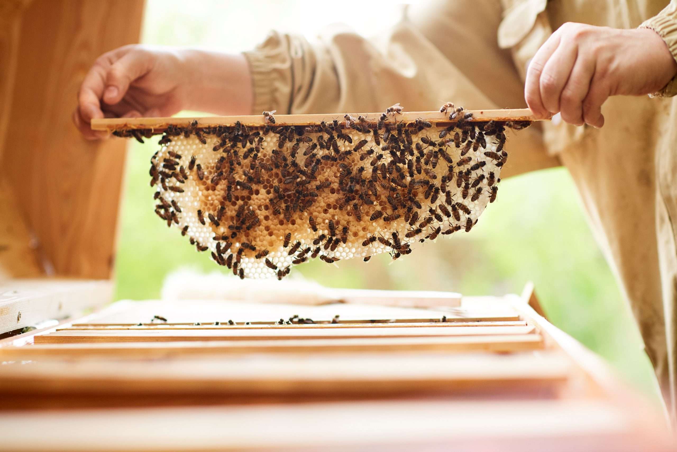 Habeebee et Tero s’allient pour développer une filière belge d’apiculture naturelle