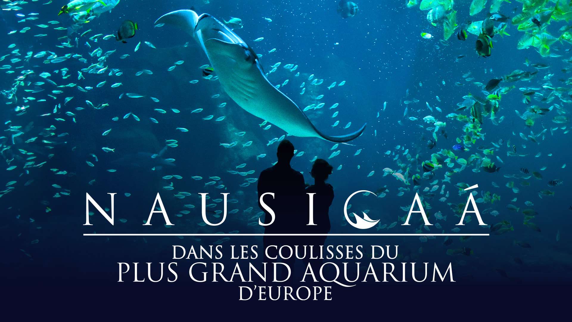 Plongez dans Nausicaá, le plus grand aquarium d’Europe !