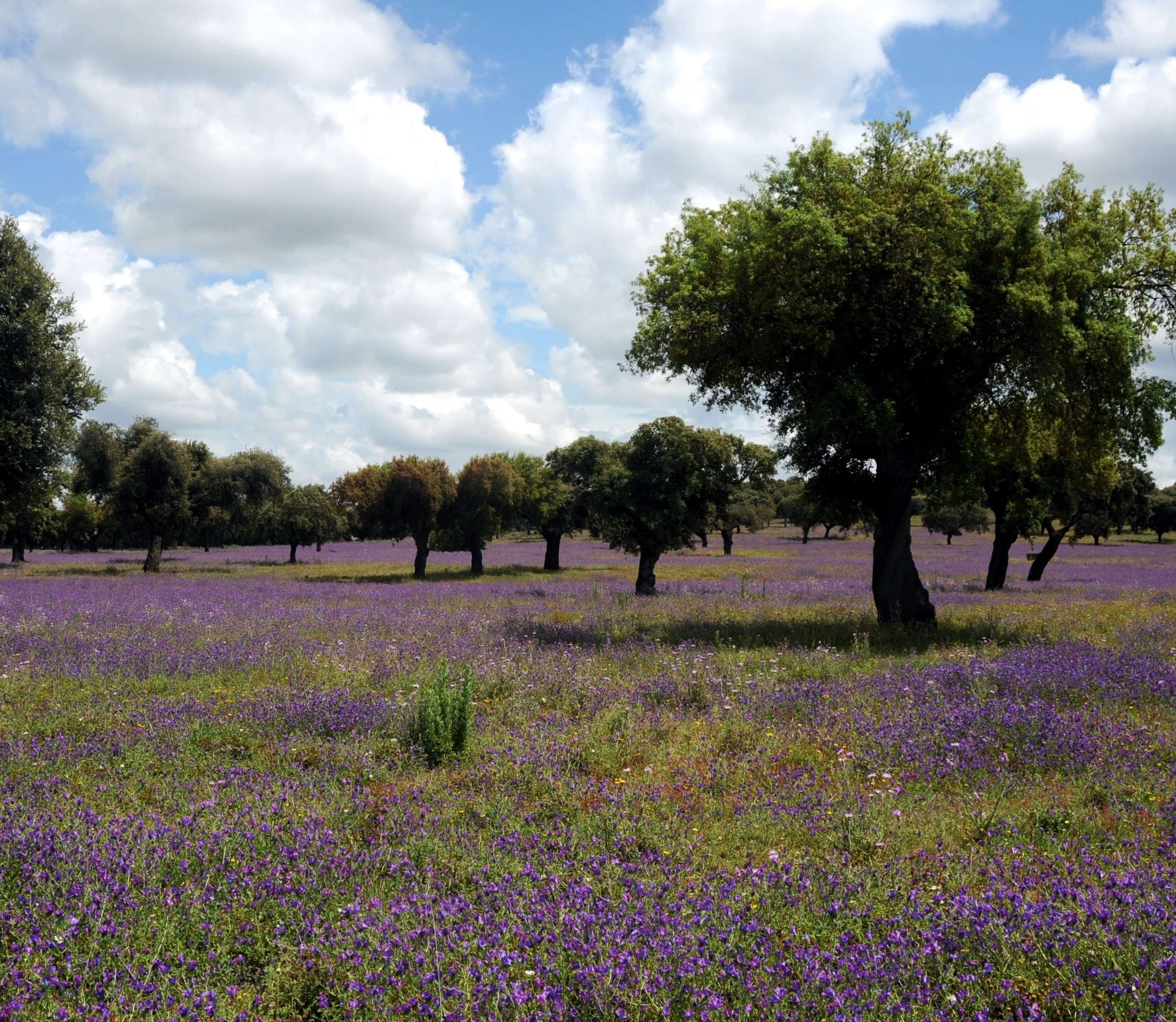 Découvrez l’Alentejo : la destination idéale pour le slow travel, la culture et la gastronomie