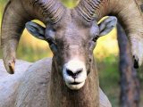 Aoudad Eyes