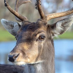 Fallow Deer Eyes