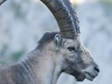 Ibex Eyes