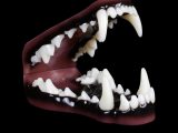 Wolf (Medium) Jaw