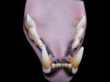 African Lion (Large) Jaw with Canines