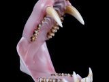 Baboon (Medium) Jaw/Throat