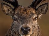 Red Stag Deer Eyes