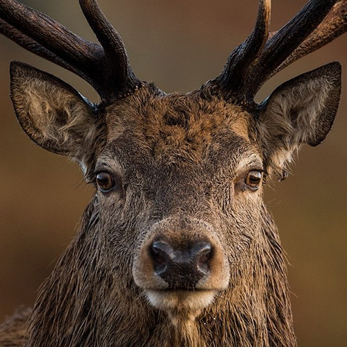 Red Stag Deer Eyes | Like Nature - Premium online Taxidermy Supply