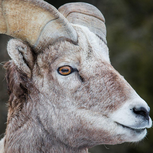 Sheep Eyes Like Nature Premium online Taxidermy Supply