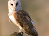 Barn Owl (Tyto alba)