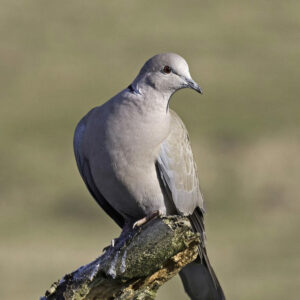 Eurasian Collared Dove (Streptopelia decaocto)
