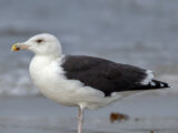 Great Black-backed Gull (Larus marinus)