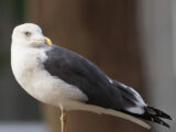 Herring Gull (Larus fuscus)