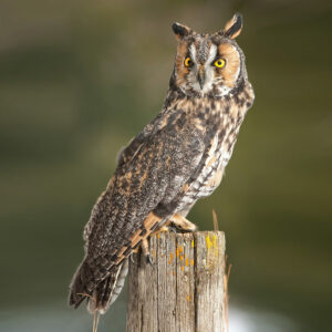 Long-eared Owl (Asio otus)
