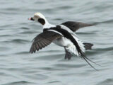 Long-tailed Duck (Clagula hyemalis)