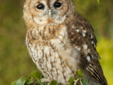 Tawny Owl (Strix aluco)