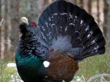 Western Capercaillie (Tetrao urogallus)