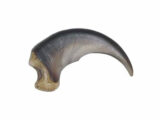 Black Bear (Medium) Claw