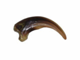 Grizzly (Medium) Claw